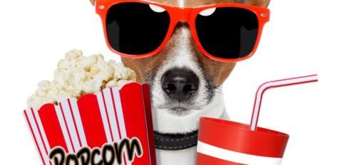 Dog watching a movie with popcorn and coke DP