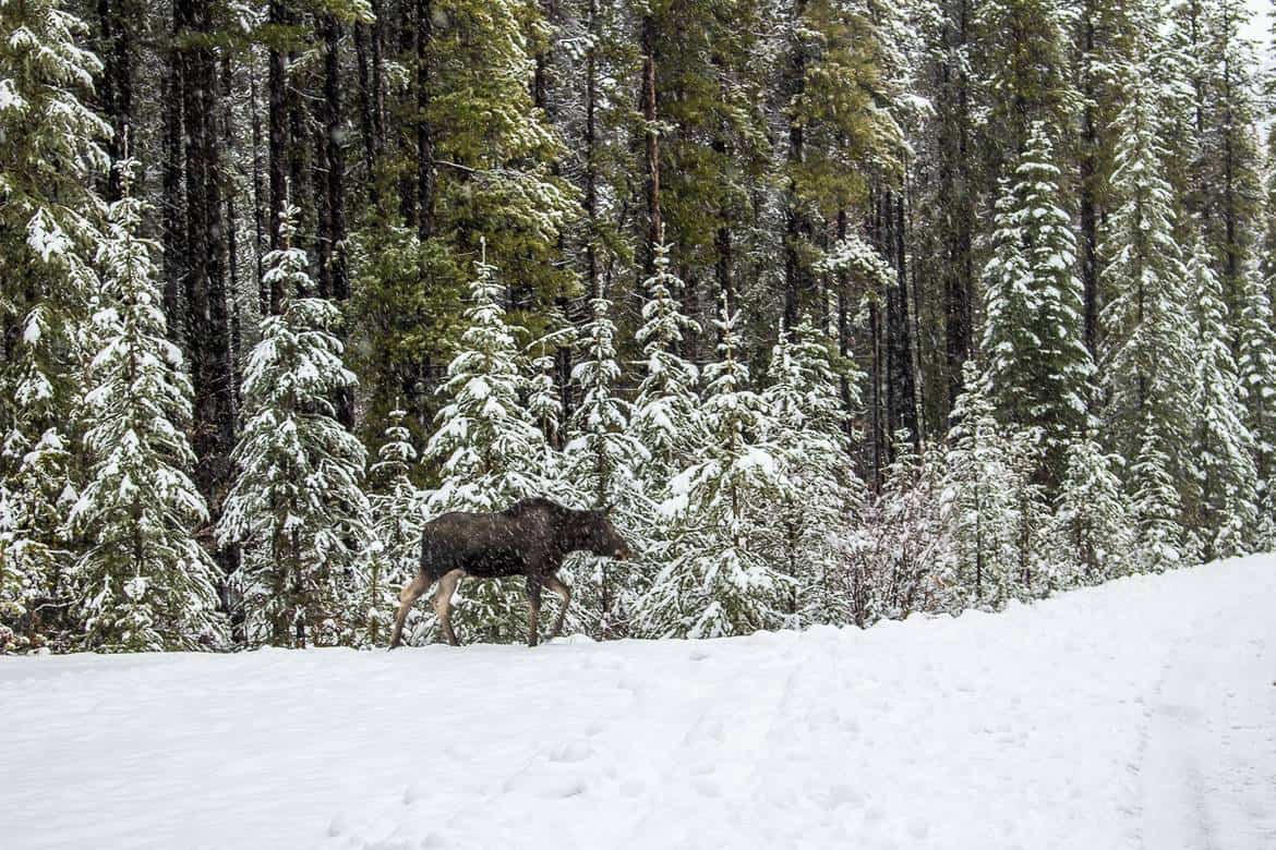 Moose off the highway in Alberta