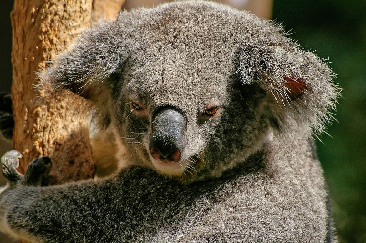 koala on an east coast australia road trip pxby