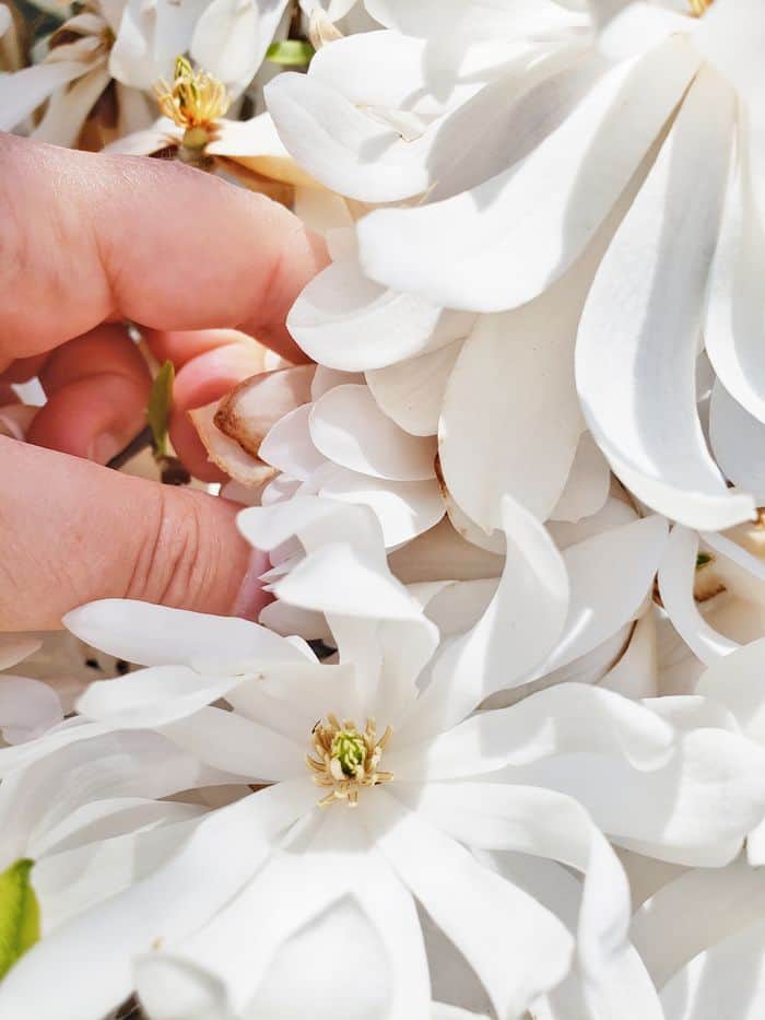 white flowers