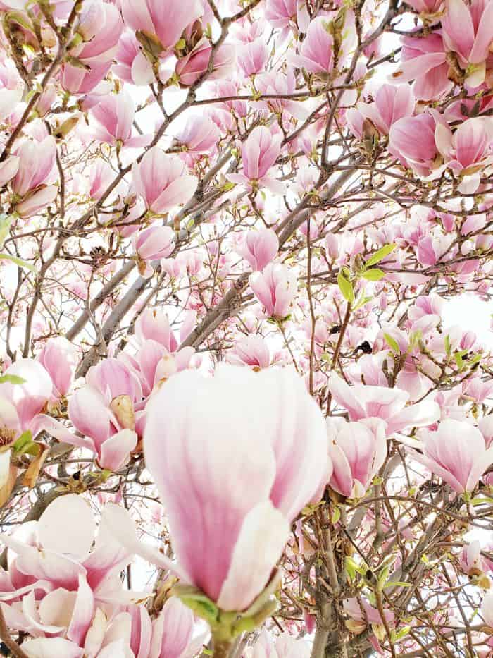 self care and compassion flowers in trees