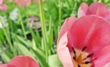 tulips