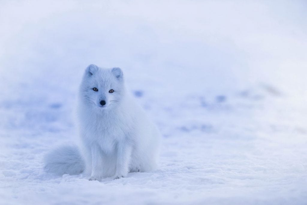 Arctic fox on an Iceland Family Vacation