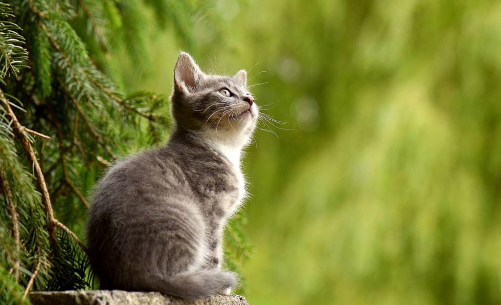 cute cat