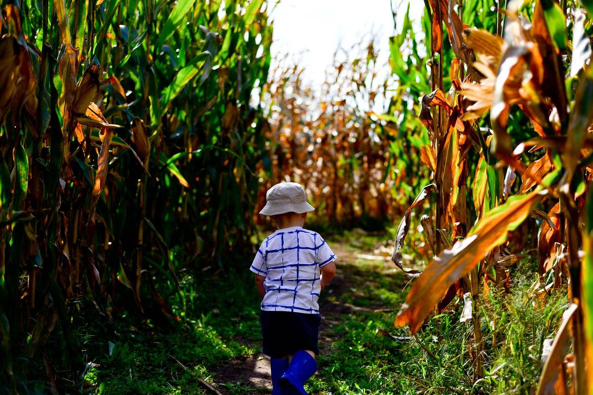 boy in corn maze