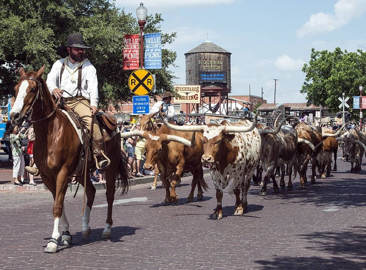 Fort worth Texas longhorn cattle