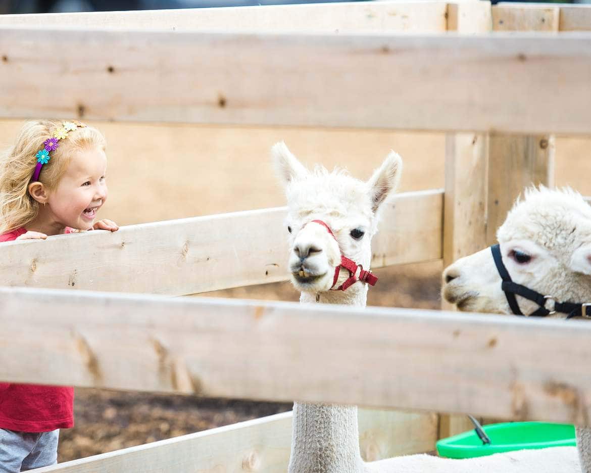 petting zoo with llama