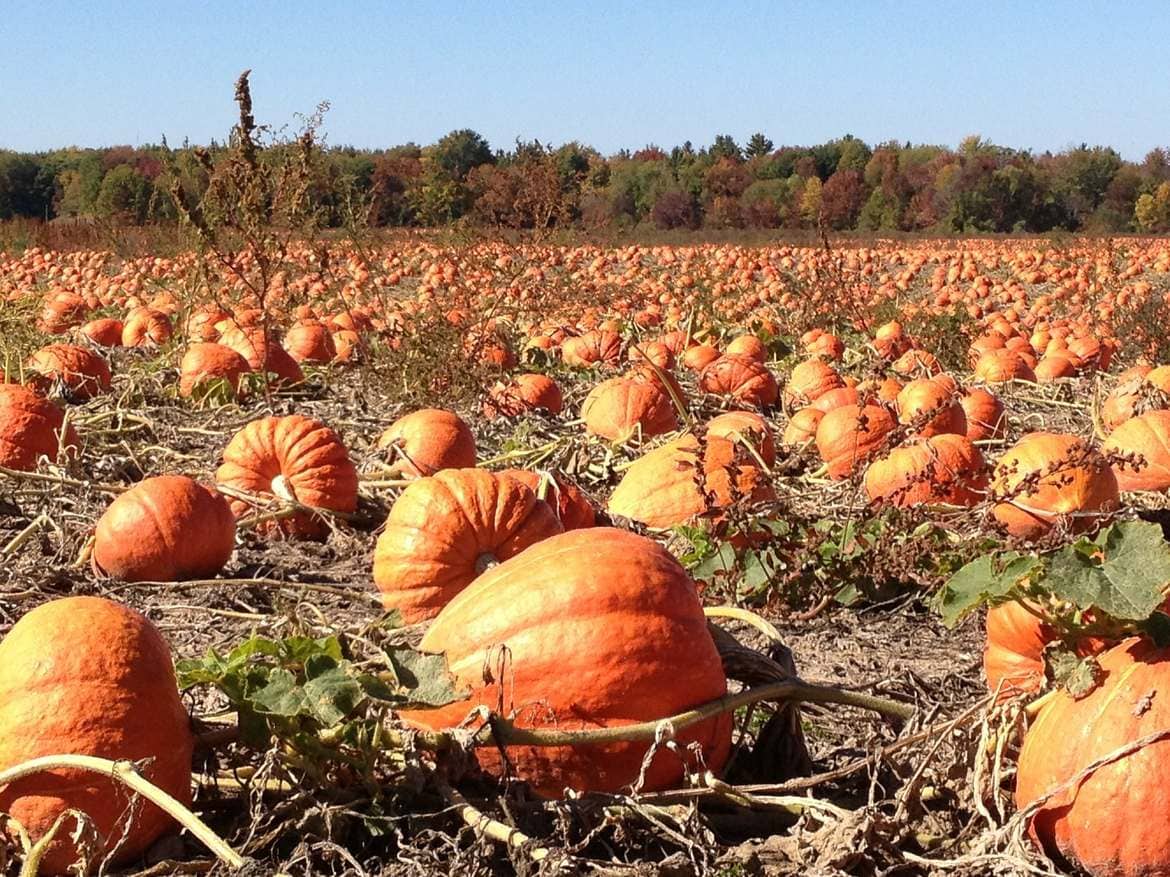 The 10 Best Pumpkin Patches In USA.