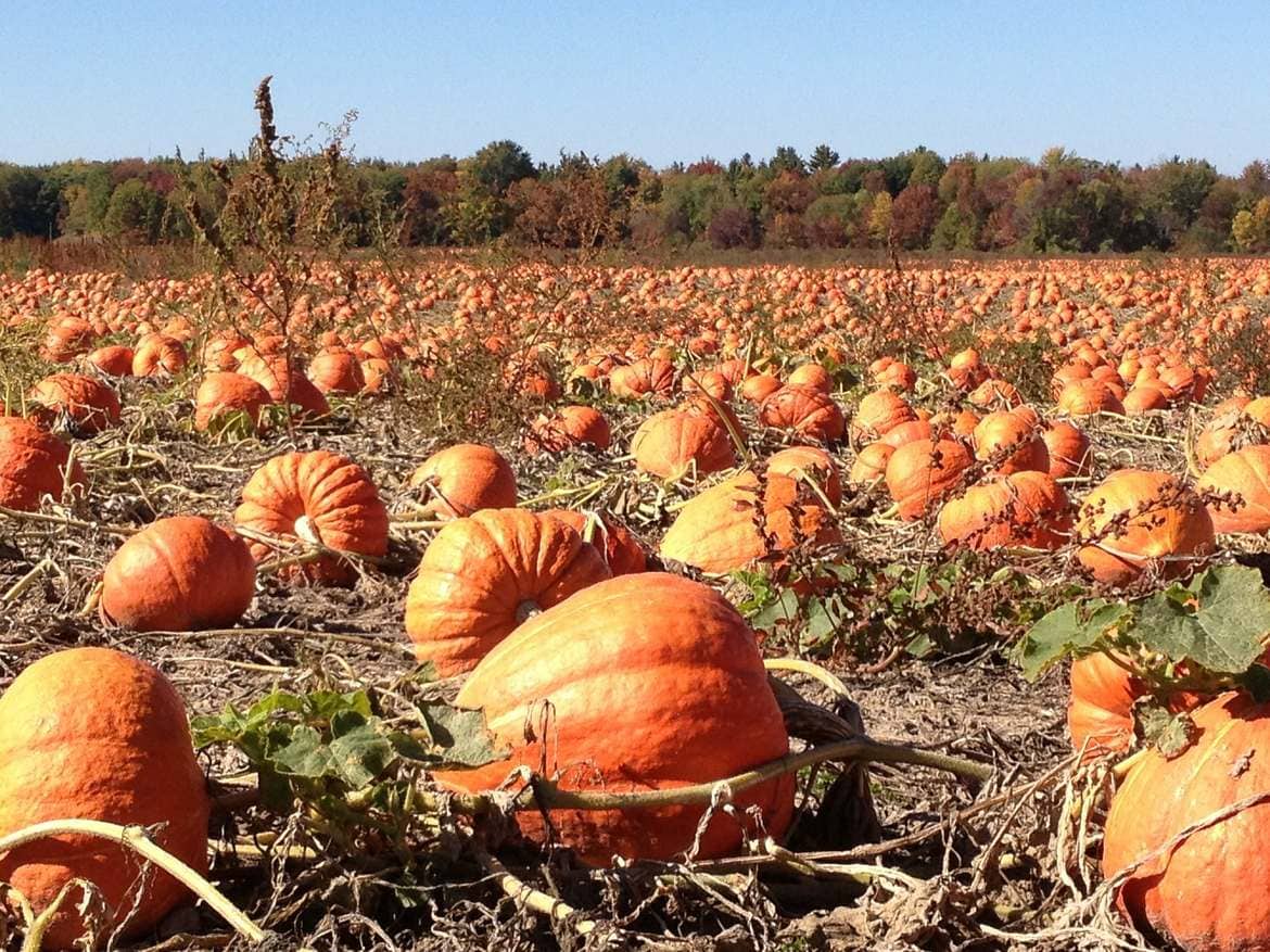 the best pumpkin patches in the USA