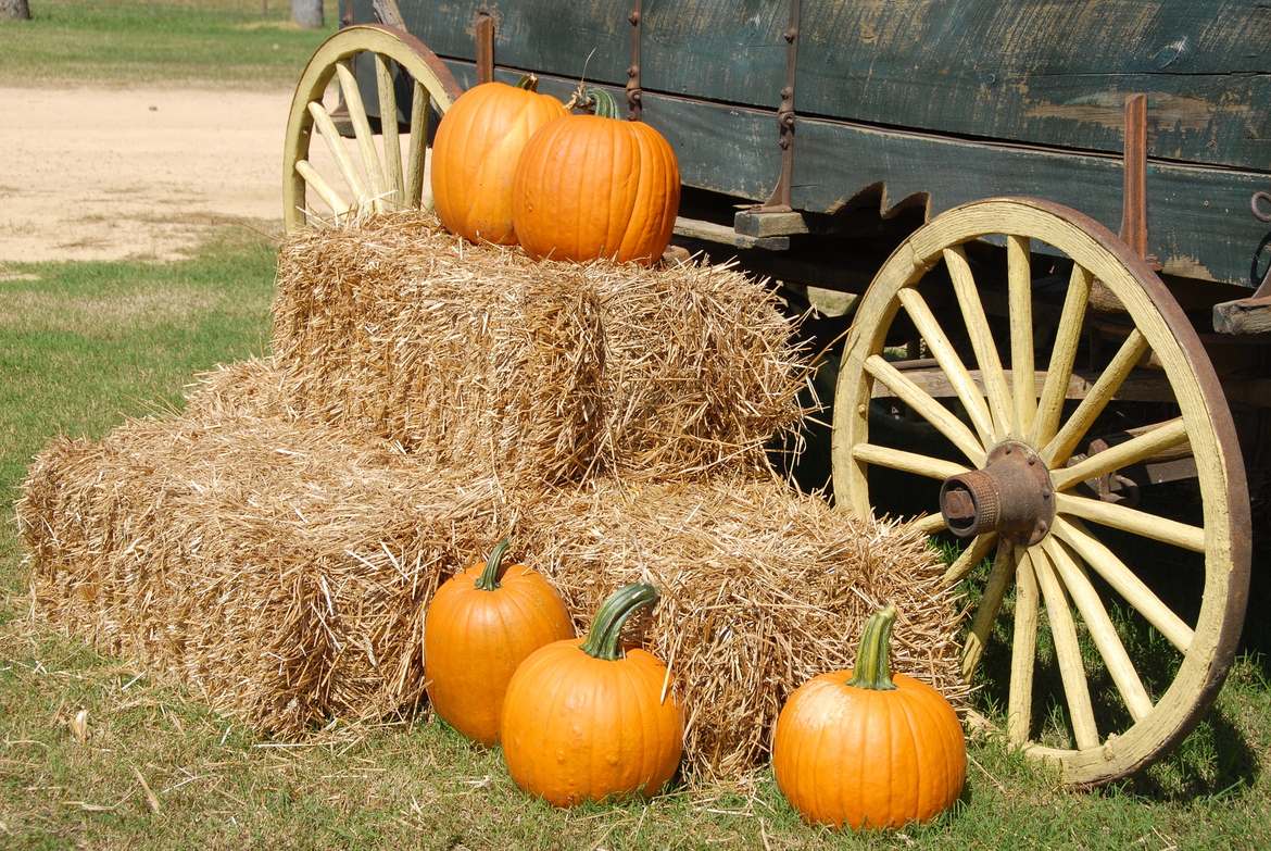 pumpkins and wagon wheel