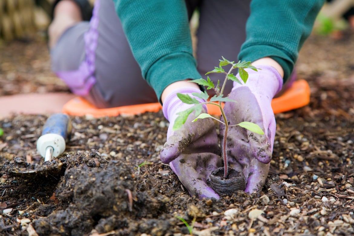 planting tomato seedlings in the garden