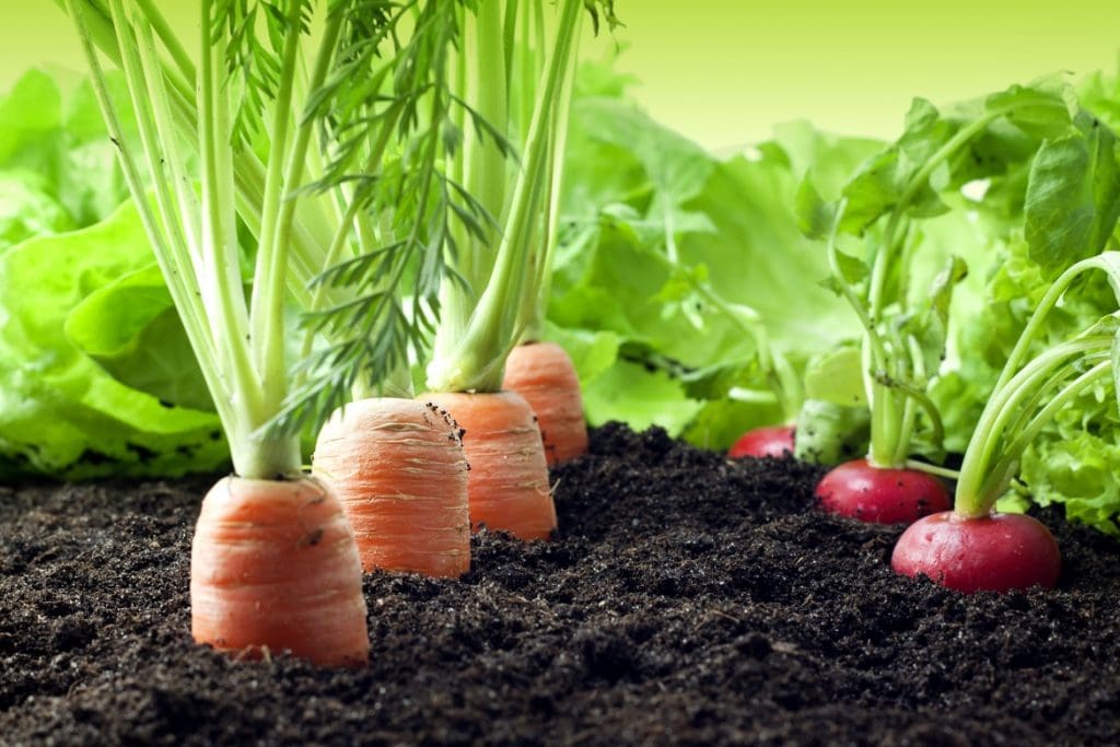 carrots and radishes in garden