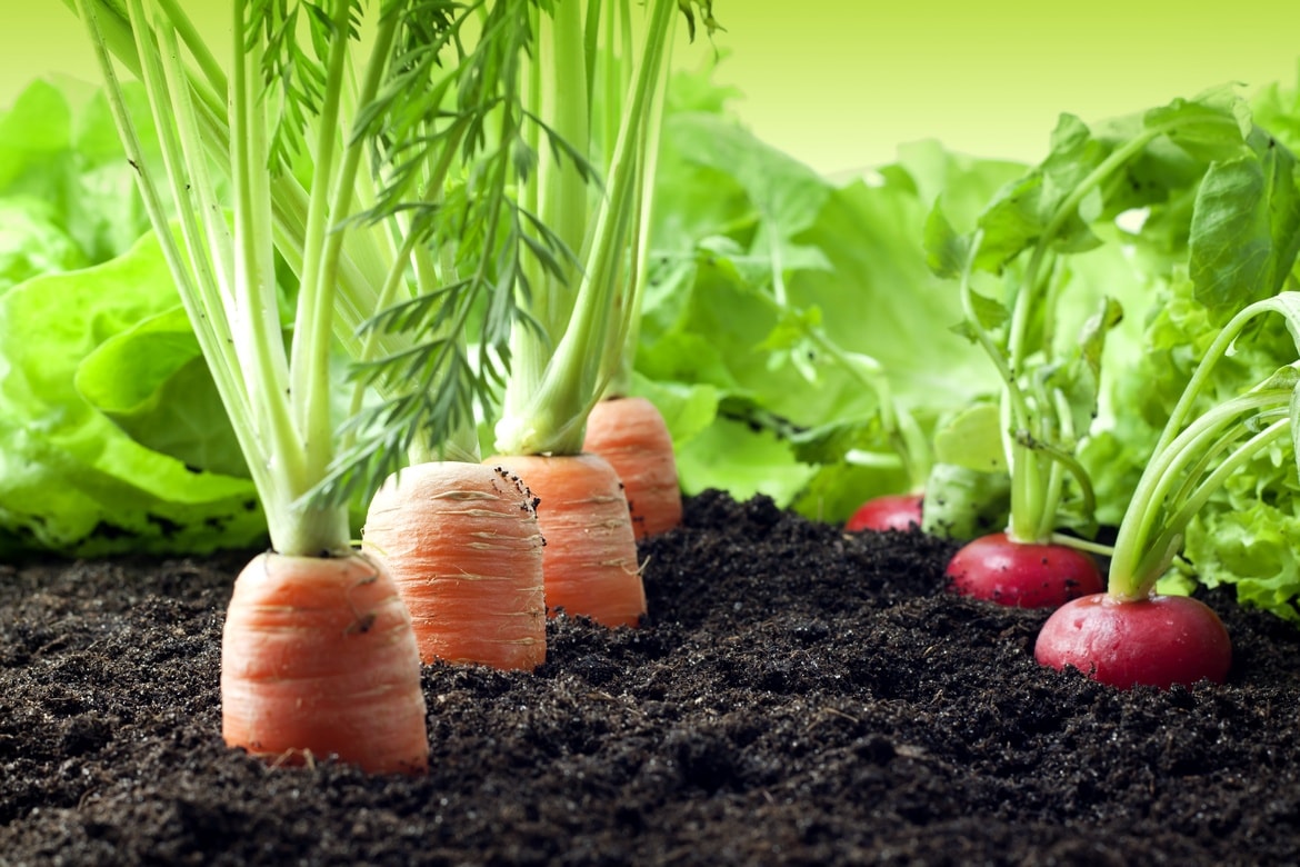 carrots and radishes growing in veggie garden