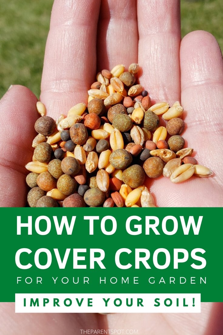 How to grow cover crops for your home garden to improve your soil. cover crop seeds in the palm of the hand