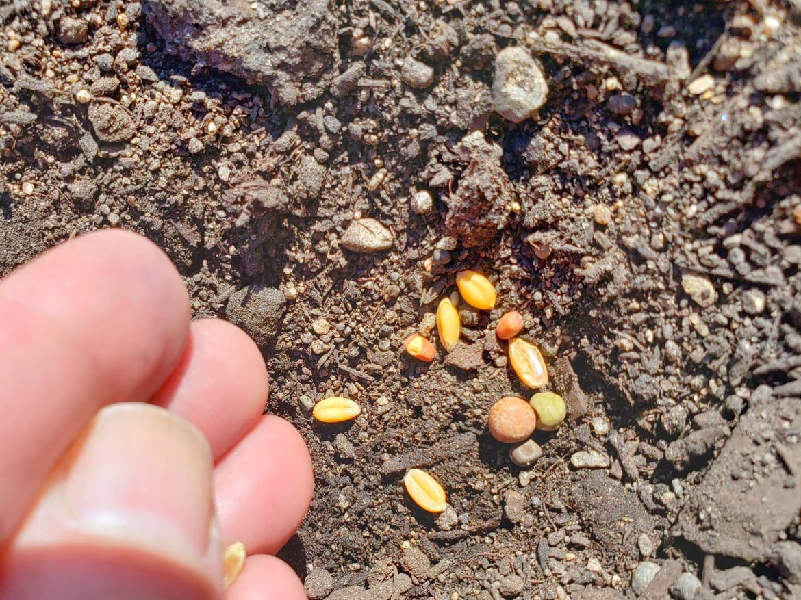 True Leaf Market Vegetable Seeds cover crop tutorial