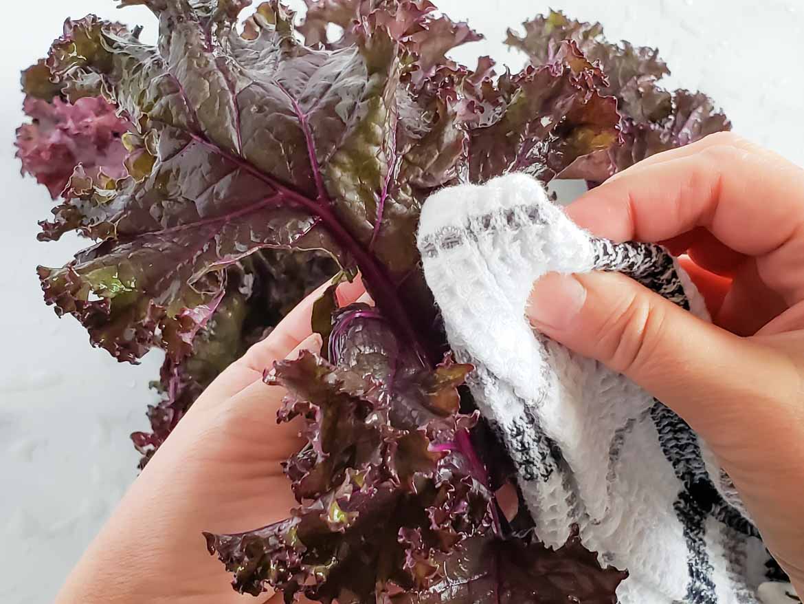 drying purple kale