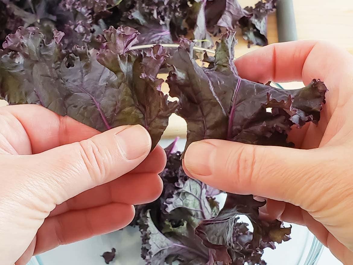 tearing purple kale leaves