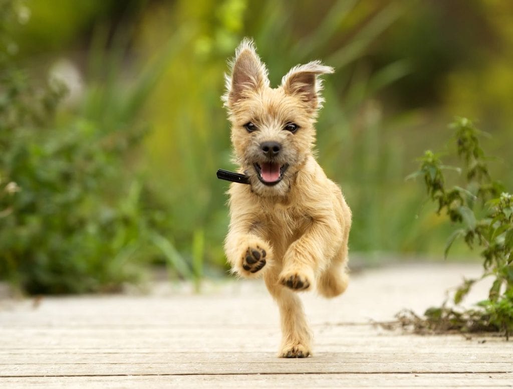 Cairn Terrier Puppy running
