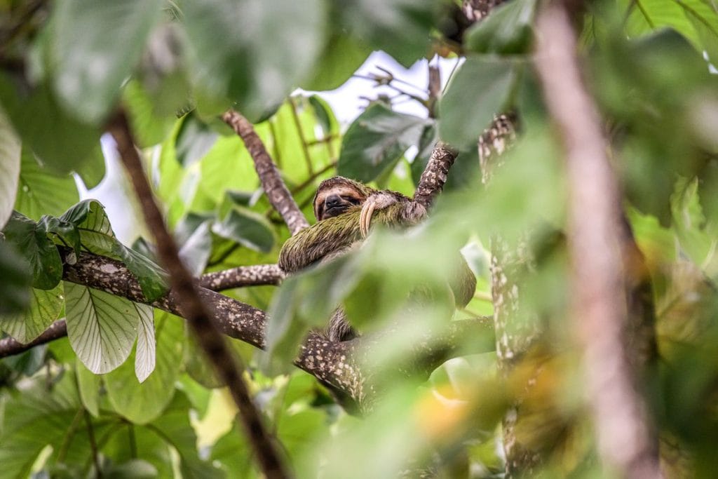 Three toed juvenile sloth in Manuel Antonio Park Costa Rica DP