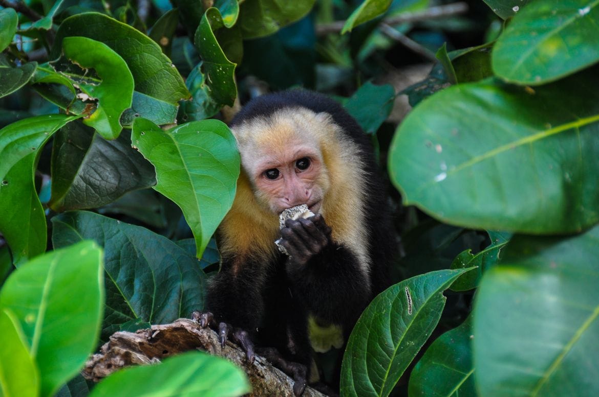 White Faced Capuchin Monkey in Manuel Antonio Park Costa Rica 