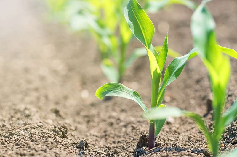 Young green corn growing 