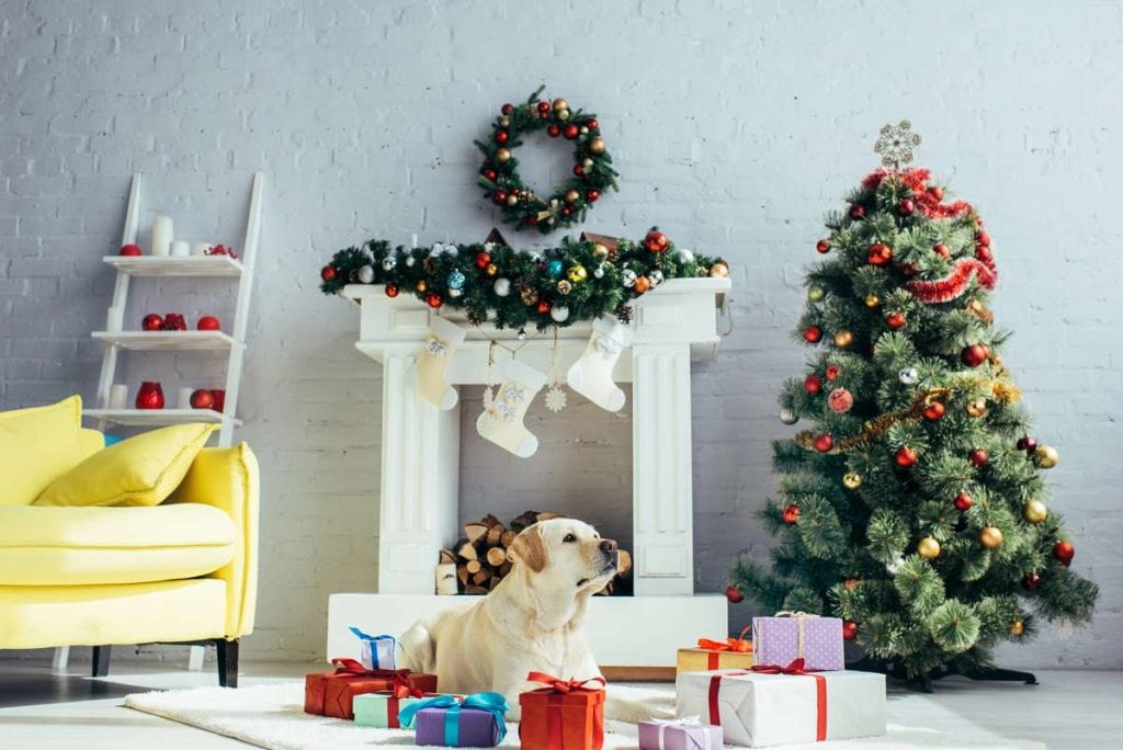 Labrador dog lying near presents and christmas tree and yellow chair and mantle