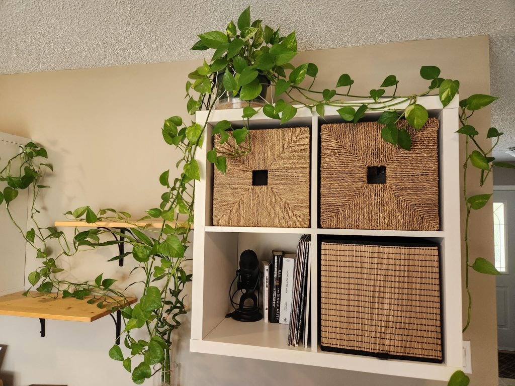 Large dangling Pothos plant in our office.