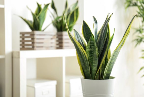 Snake Plant - Sansevieria
