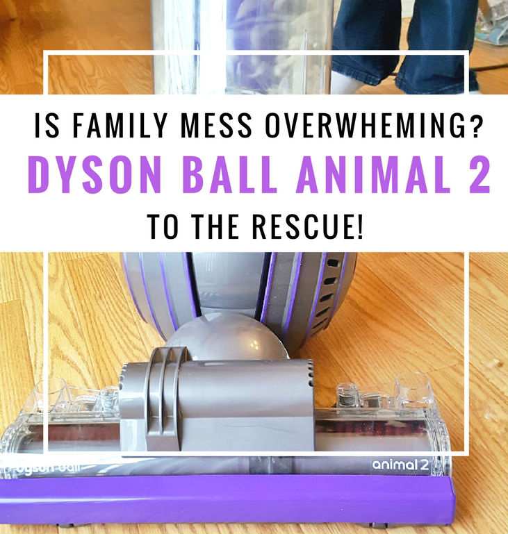 Dyson vacuum animal cleans up family messes