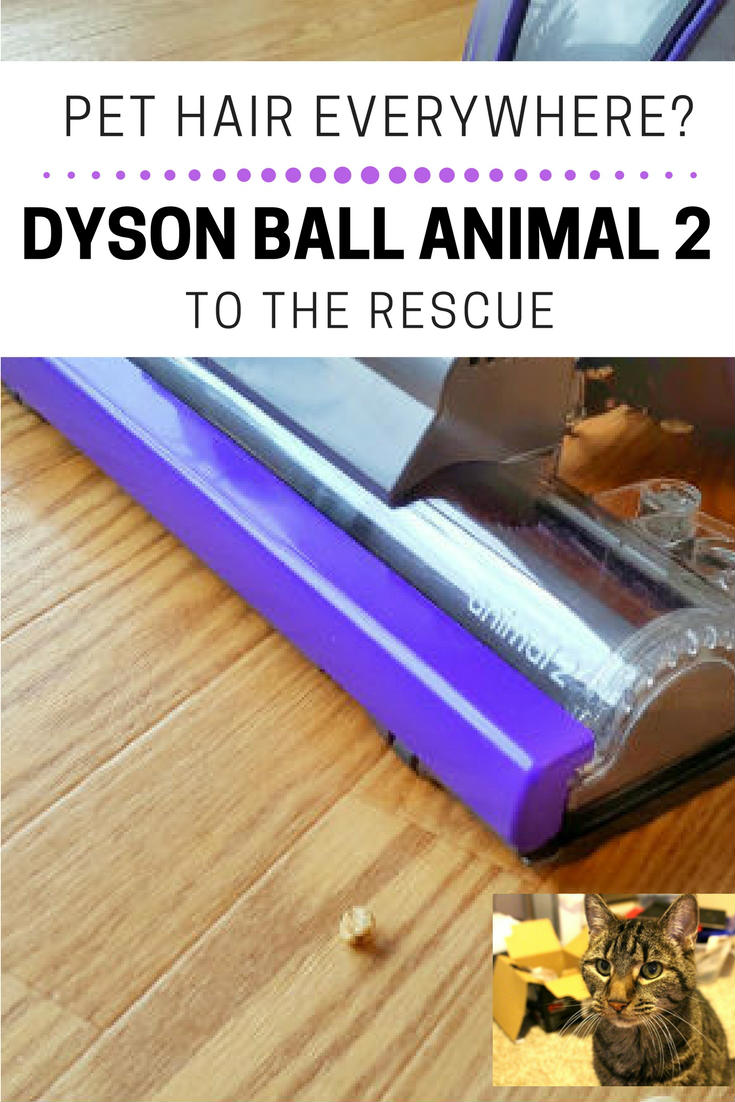 Dyson vacuum animal pets mess cleanup