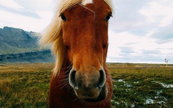 Icelandic Horse photo Iceland Family Vacation