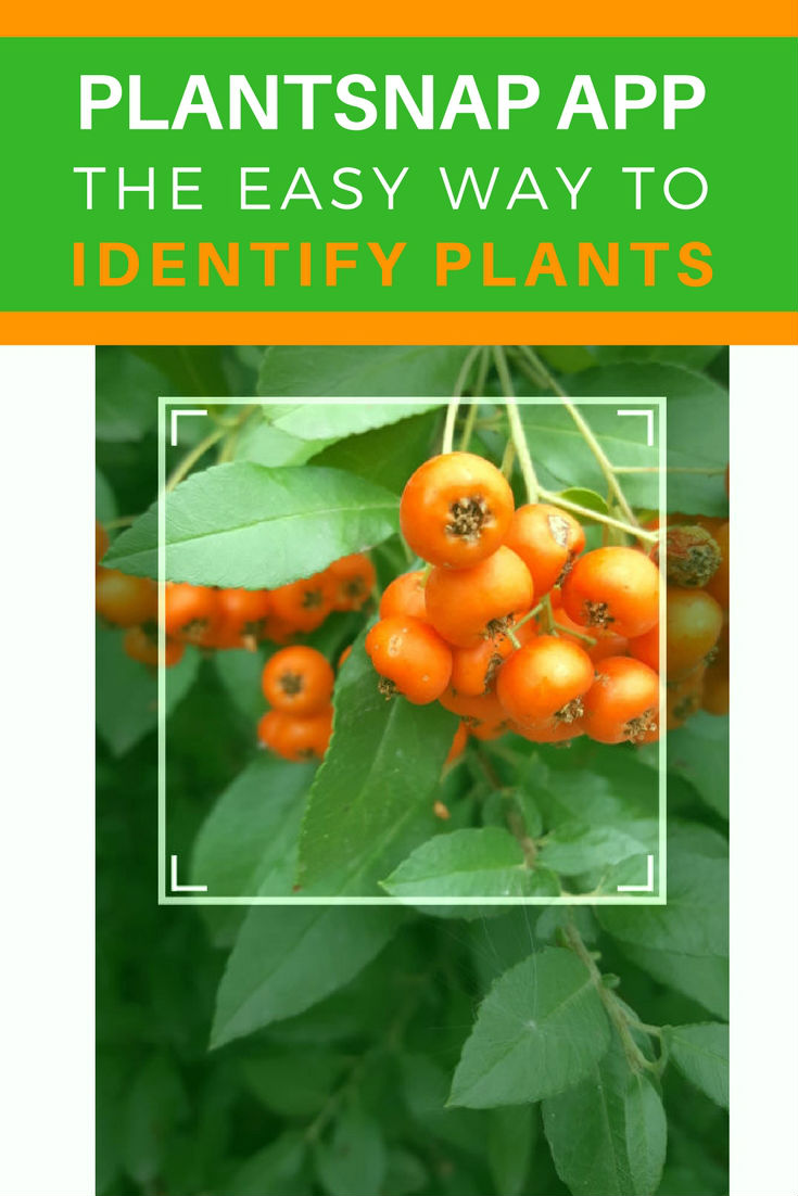 PlantSnap App Review How To Identify Plants Fast