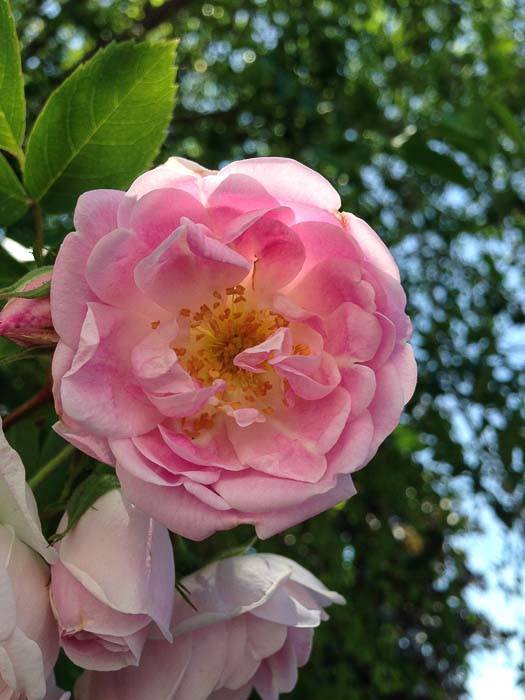 Value Village beautiful pink rose