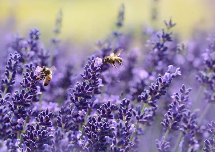 Edible Flower Garden For Kids lavender