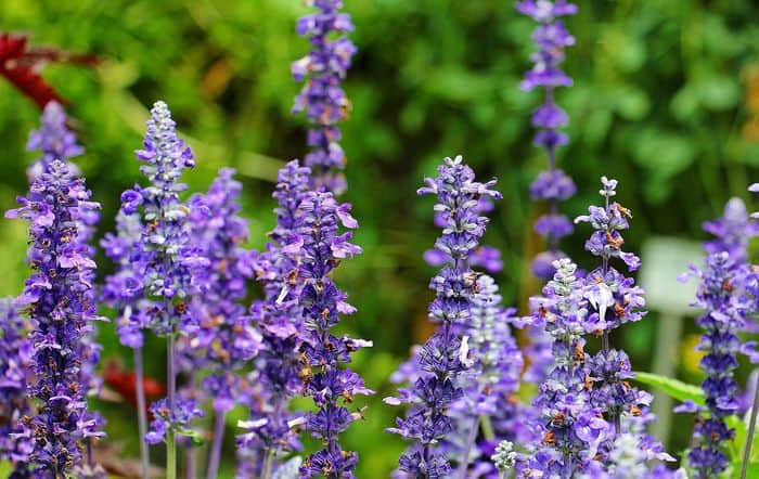 sage flowers edible