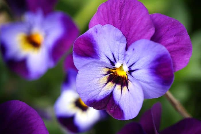 violet edible flowers for garden with kids