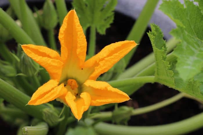 zucchini edible flowers for a flower garden with children
